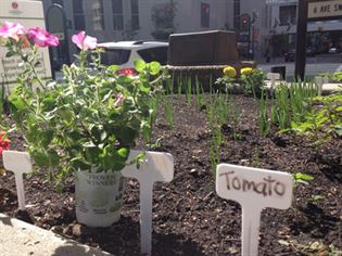 downtown_community_garden